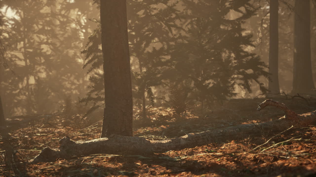 안개 숲의 장면