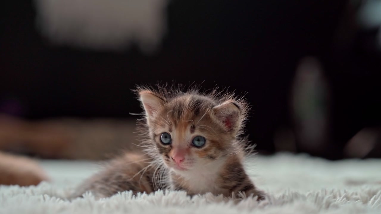 Small Tabby Kitten Sitting on a Soft White Blanket