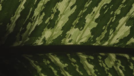 hoja verde con diferentes tonos de color, vegetación natural de la isla de bali
