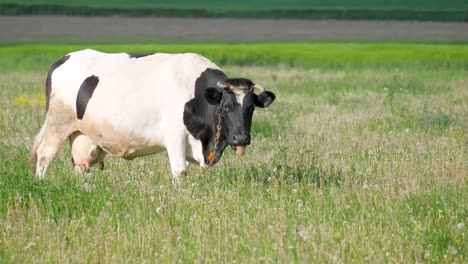 black and white cows grazing and walking on green meadow black and white cows graze and walk across a lush green meadow in a peaceful rural setting