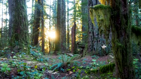 in the bc rain forest at sunset