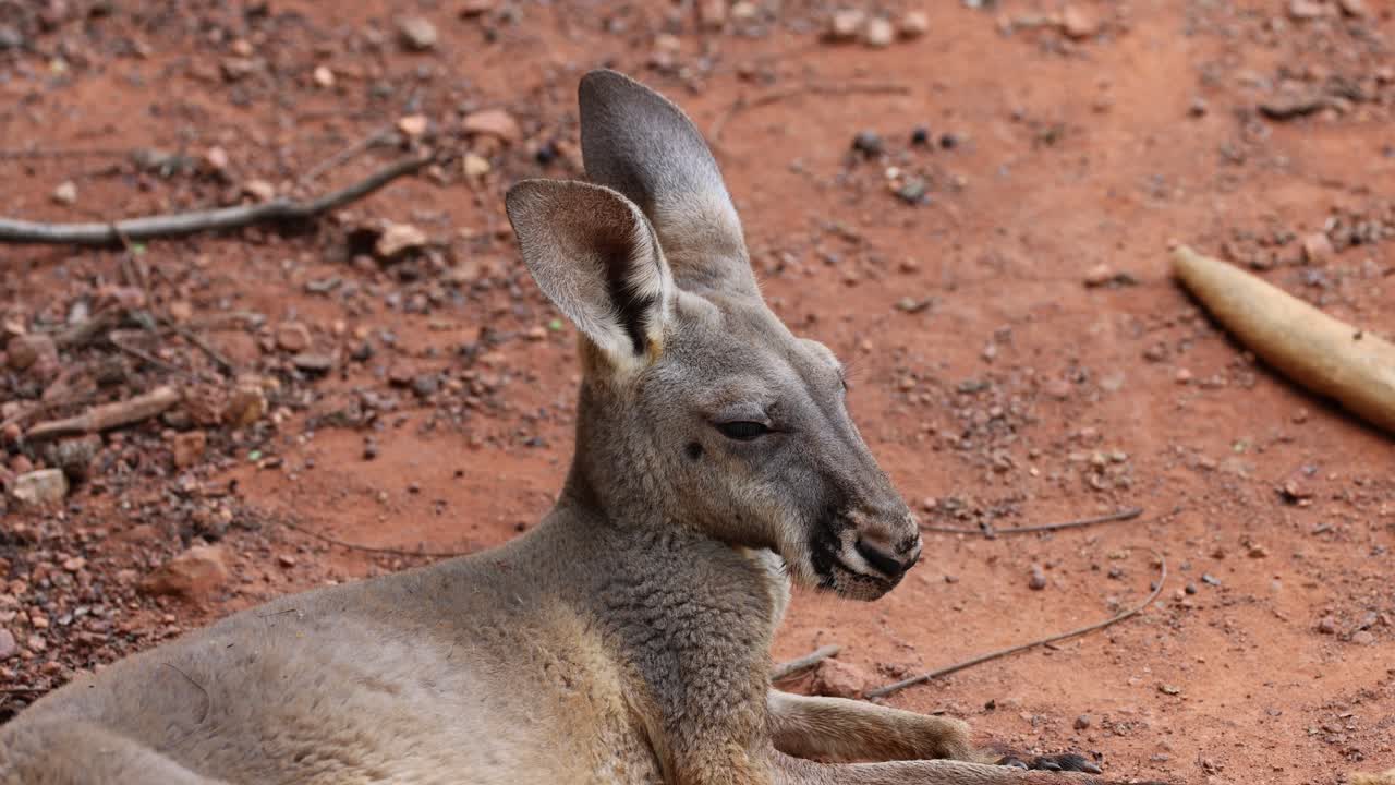 Kangaroo head turning, observing environment