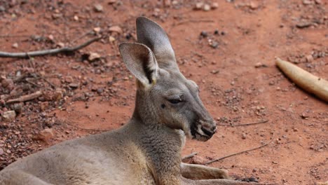 kangaroo head turning, observing environment