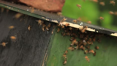 Bienen,-Die-Um-Eine-Holzkiste-Mit-Beleuchtung-Summen,-Führen-Zu-Wilden-Apis-Mellifera-Carnica-Oder-Europäischen-Honigbienenstöcken,-In-Denen-Exemplare-Kommen-Und-Gehen