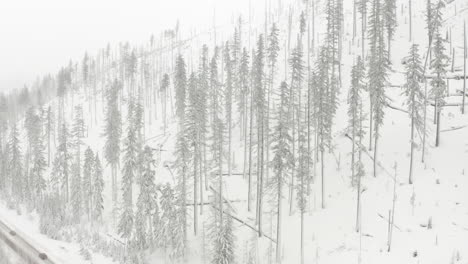 circling aerial shot over burned forest covered in snow