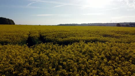 Low-angle-aerial-view-flying-over-colourful-golden-yellow-rapeseed-field-harvest-during-golden-hour-sunrise