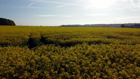 vista aérea de bajo ángulo volando sobre la colorida cosecha de campo de colza amarillo dorado durante el amanecer de la hora dorada