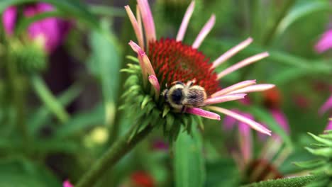 Hummel-Auf-Blühendem-Sonnenhut-Während-Der-Bestäubung.-Nahaufnahme