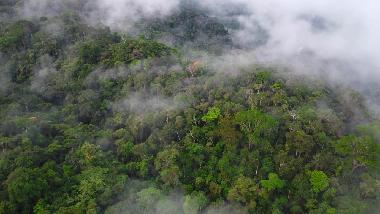 Top down aerial drone shot of a dense Amazon rainforest canopy with wisps of mist drifting between the crowns of tall tropical trees in vivid shades of green.