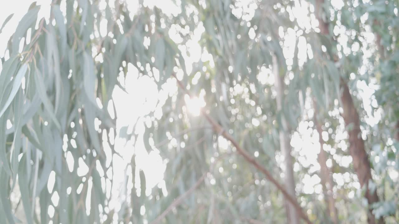 나무를 통해 밝은 태양