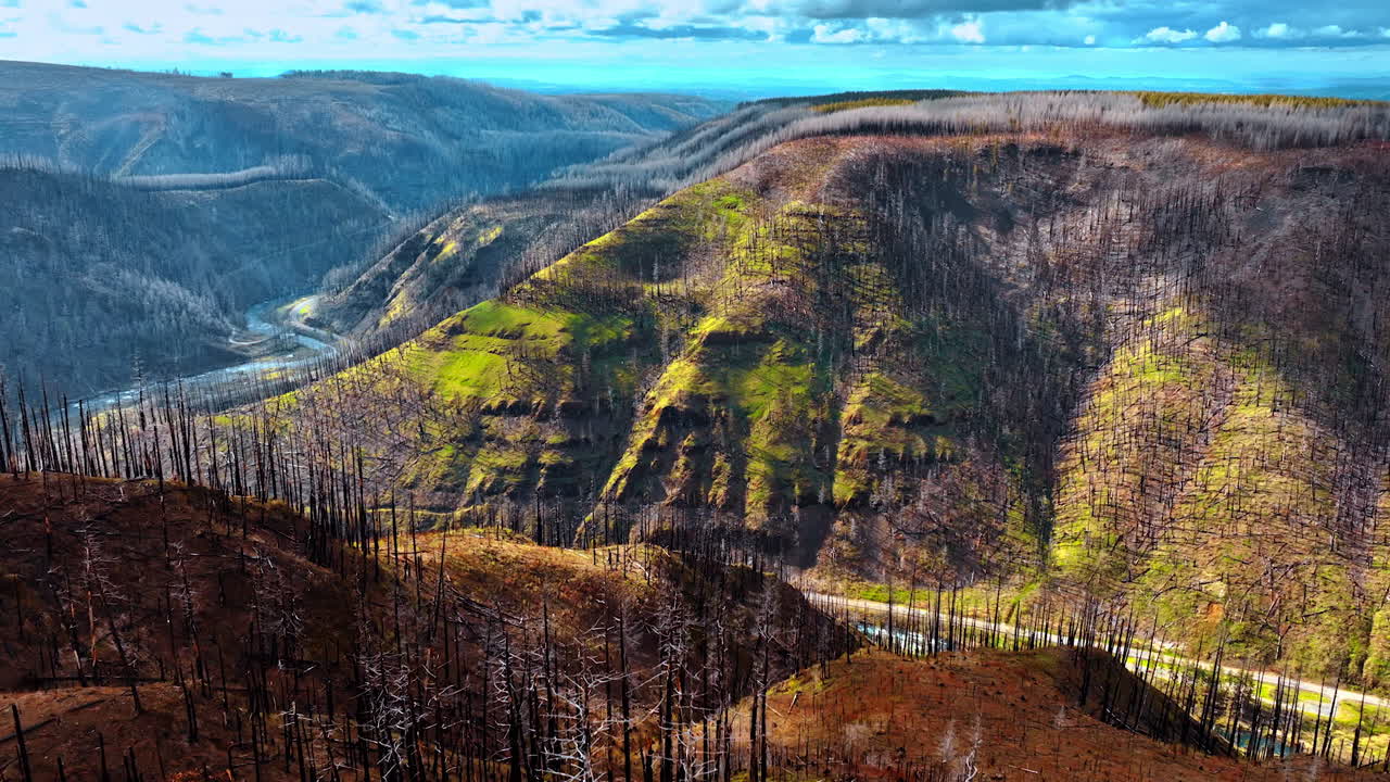 Burnt tree trunks covering the tops of the mountains. Rocky landscape of Oregon State, USA from drone footage.