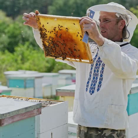 beekeepeer holding frame with honeycomb