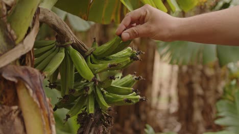 mano tocando la fruta del plátano en su árbol después de la lluvia, racimo de plátano, plátanos verdes, un plátano el día soleado