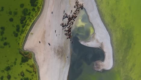 Disparo-Aéreo-De-Drones-Vista-Superior-Manada-De-Caballos-A-Lo-Largo-Del-Hermoso-Lago-En-Mongolia