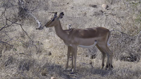 primer plano de impala o rooibok de dos hembras rumiando mientras están de pie a la sombra, cámara lenta