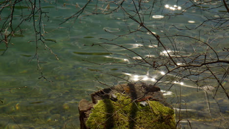 mossy tree stump and glistening water on lakeside in berchtesgaden. static shot