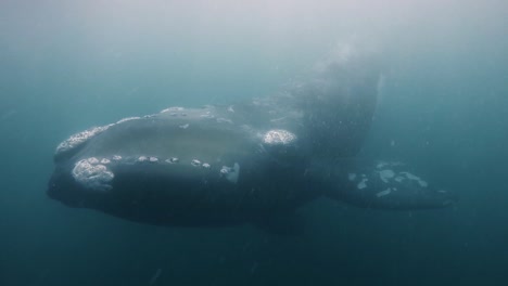 Ein-Riesiger-Wal,-Der-Direkt-Auf-Die-Unterwasserkamera-Schaut,-Hat-Sechzig-Bilder-Pro-Sekunde-Aufgenommen