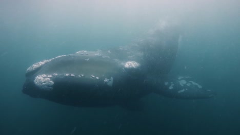 giant whale looking right to the camera underwater shot sixty fps