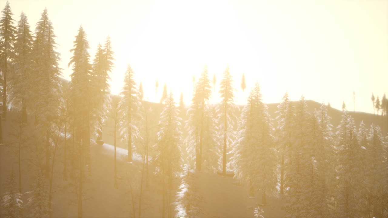 추운 겨울 아침 에 숲 의 공중 전망