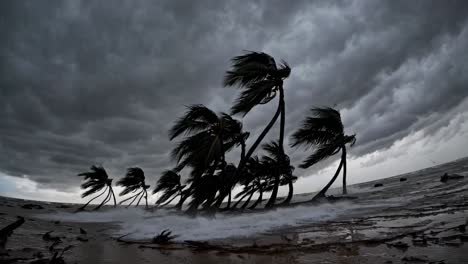 dramatic low-angle video shot of palm trees bending in strong winds against a stormy sky