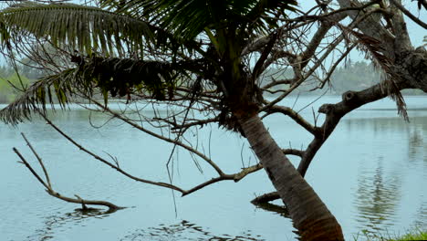 playas tropicales en la india kerala con árboles de coco y lagos