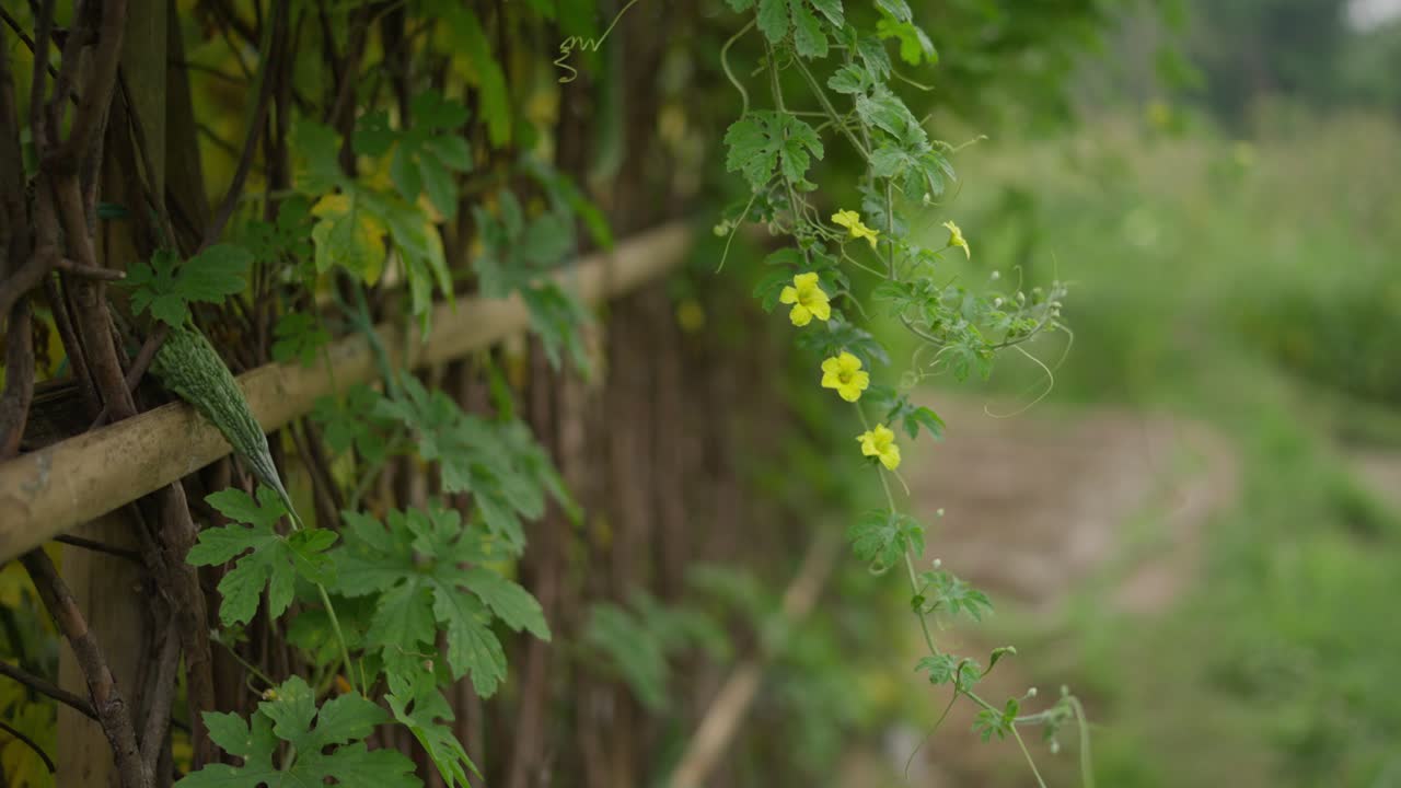 Filmato di una pianta di melone amaro (karela) che cresce in un giardino di paese. Mette in evidenza la coltivazione di ortaggi, il giardinaggio rurale e le pratiche di agricoltura biologica
