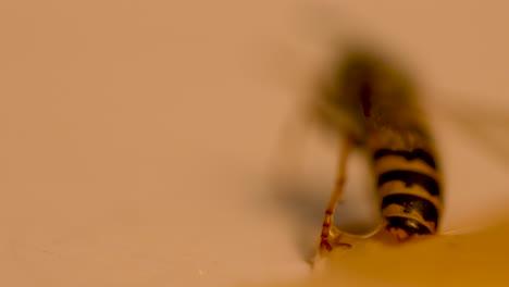 Una-Abeja-Intenta-Liberar-Su-Abdomen-Atrapado-En-Una-Gota-De-Miel