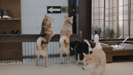 excited and curious shiba inu standing up waiting at the safety gate by the door at a dog cafe in kyoto, japan