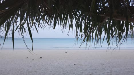 summer video 4k of the beach with coconut palm tree in sunshine daytime with white sand beach and clear blue sky in slowmotion 4k uhd video