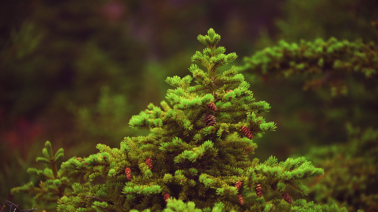 Closeup of pine branches blowing on a windy day in a thick wooded forest. St Johns Newfoundland, Canada