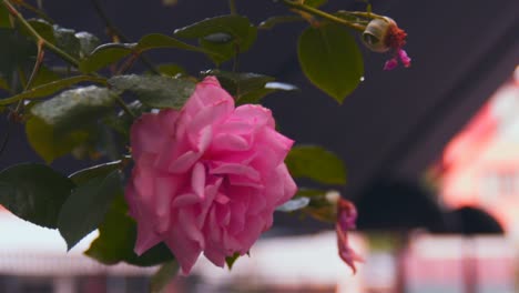 Close-up-shot-of-pink-rose-blowing-in-the-wind-with-black-blurry-background,-slow-motion