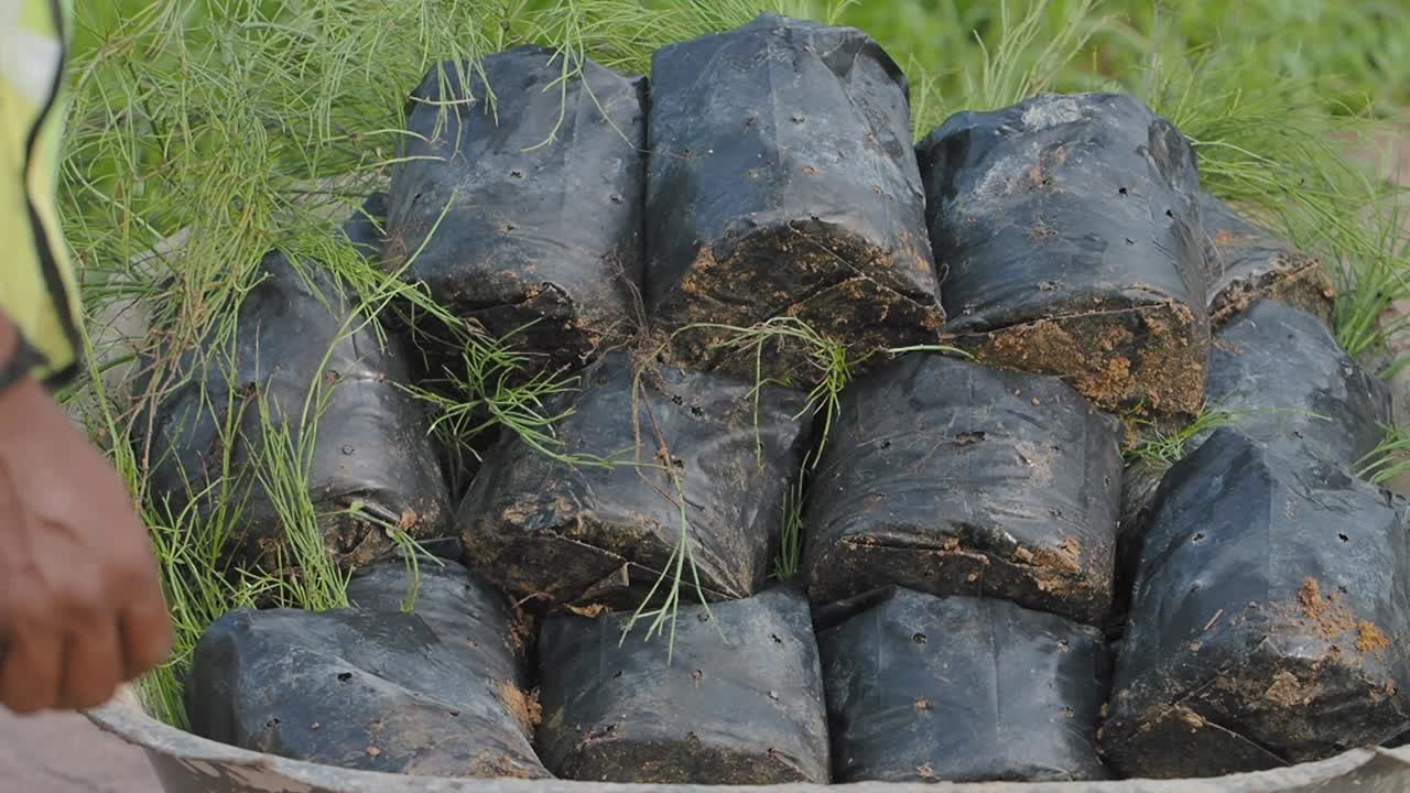 Seedlings in Black Plastic Bags