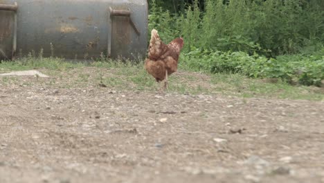 Isolierte-Aufnahme-Eines-Huhns,-Das-In-Einem-Garten-Im-Freien-Pickt,-Bio-Freilandhaltung