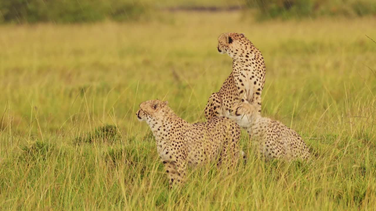 fotografía en cámara lenta de un grupo de guepardos vigilando el paisaje de la reserva de masai mara, en busca de presas, caza, vida silvestre africana en la reserva nacional de masai mara, kenia, áfrica