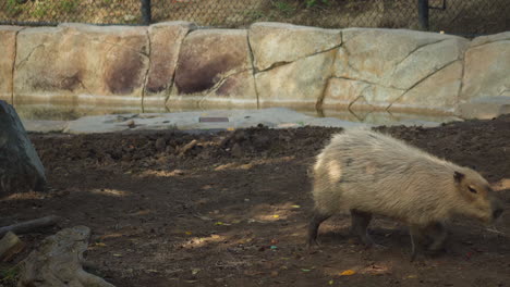 un capibara en cautiverio caminando y dejando el tiro