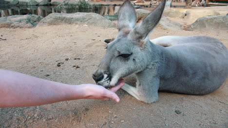 kangaroo wallaby eating food from human hands at national park in australia