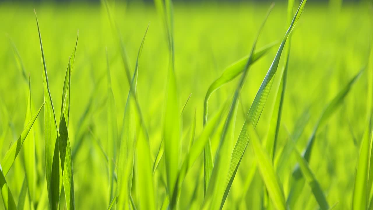 Fresh green young leaves of winter wheat in the field. Blurred green background. Suns rays illuminate the grass. Close-up