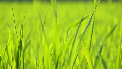 fresh green young leaves of winter wheat in the field. blurred green background. suns rays illuminate the grass. close-up
