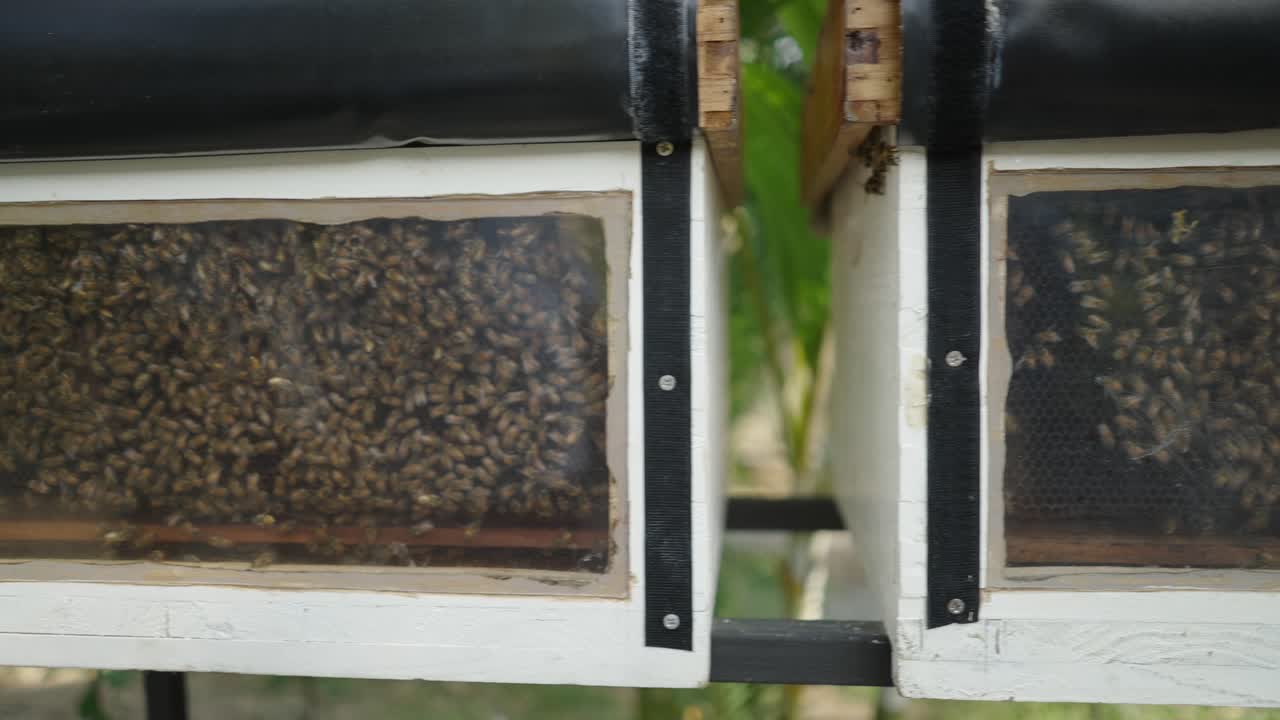 Honey Bees Thriving Inside an Observation Beehive
