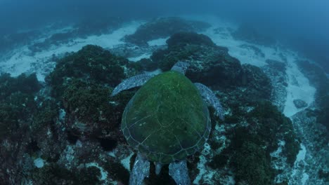 scuba diver following a large green sea turtle as if glides through the blue ocean currents