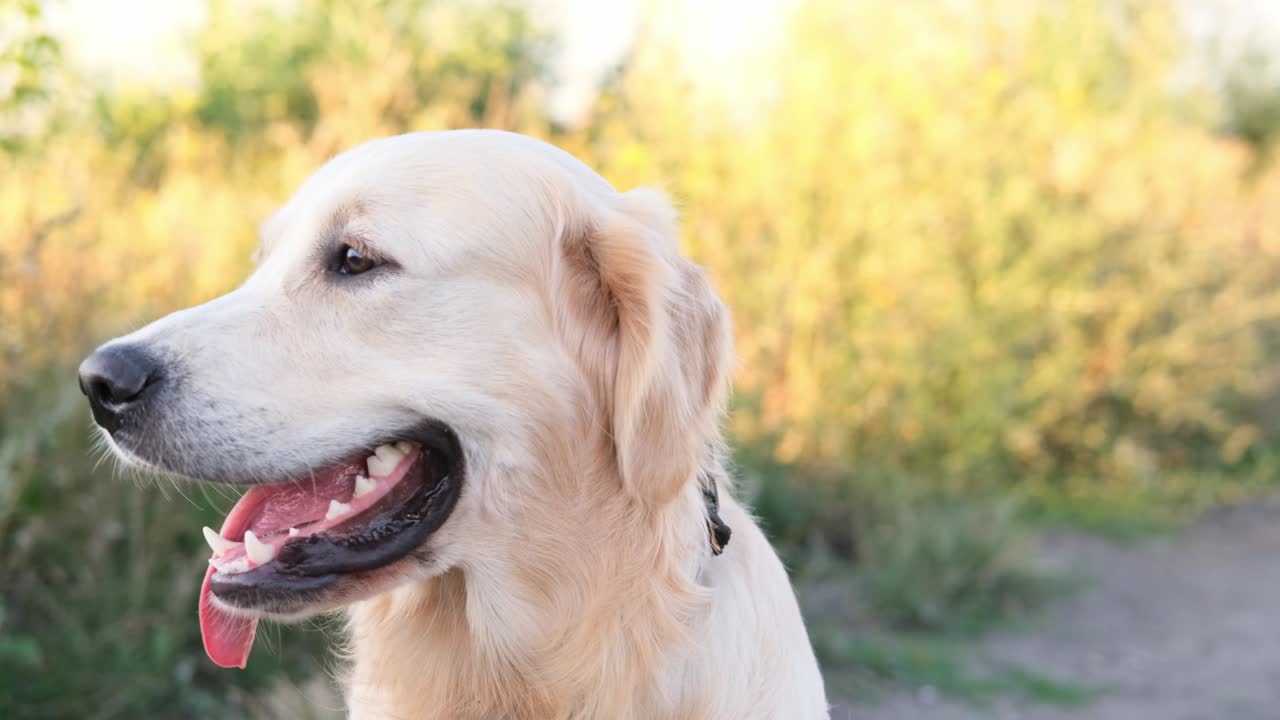 골든 리트리버 개 초상화 야외