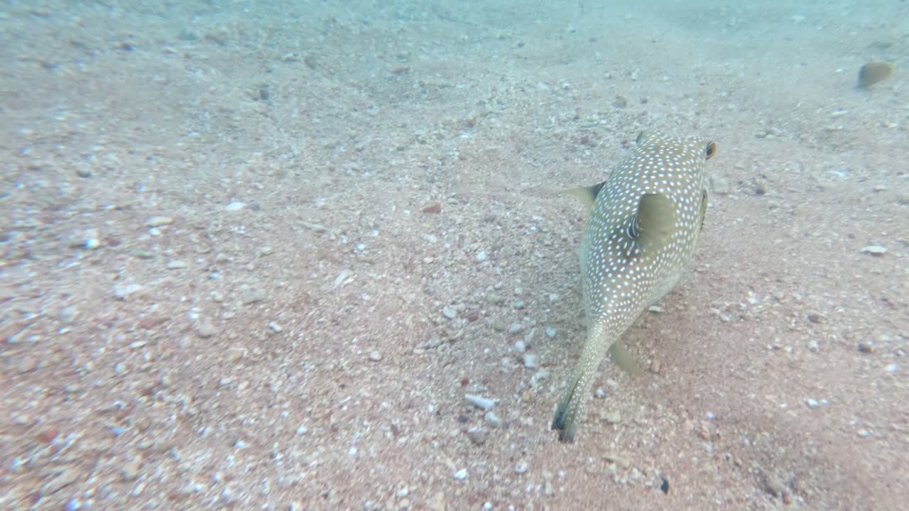 Close up of a White-spotted puffer fish eating and swimming in the red sea