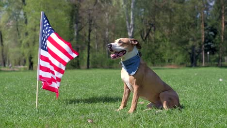 american staffordshire terrier dog sits at park on grass in front of usa flag