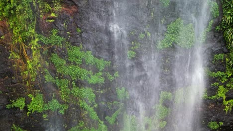 sheets of water cascade down a lush rainforest rockface from a waterfall above