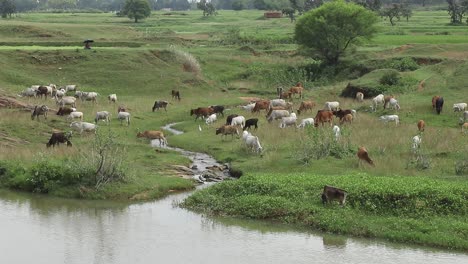 Cows-grazing-in-the-fields-near-Giridih-in-Jharkhand,-India-on-27-September,-2020