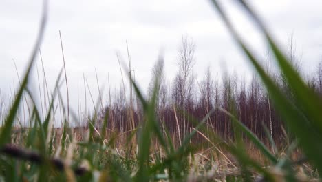 leafless birch trees, dry beige reed steams, reed plants near the lake liepaja coastline, calm sunny spring day, low angle medium wide shot