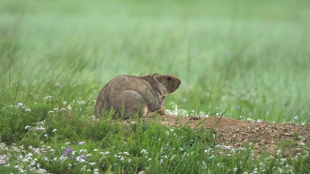 Steppe Marmot Resting in a Grassy Meadow