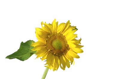 beautiful sunflower flower on white isolated background