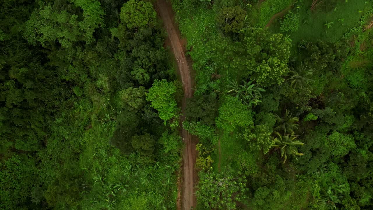 An aerial shot opens at the start of a winding dirt road, then moves forward to reveal its full path through dense forest. The evolving perspective highlights isolation and natural rhythm
