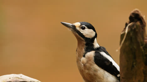 great spotted woodpecker portrait